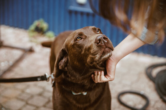 Hands free dog leash