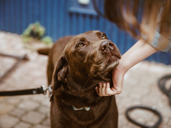 Hands free dog leash