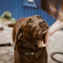 Hands free dog leash