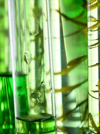 Chlorophyll water benefits